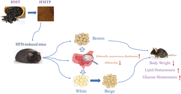 Graphical abstract: Heimao tea polysaccharides ameliorate obesity by enhancing gut microbiota-dependent adipocytes thermogenesis in mice fed with high fat diet