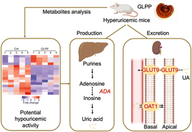 Graphical abstract: Ganoderma lucidum polysaccharide peptide alleviates hyperuricemia by regulating adenosine deaminase and urate transporters