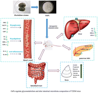 Graphical abstract: Onchidium struma polysaccharides exhibit hypoglycemic activity and modulate the gut microbiota in mice with type 2 diabetes mellitus