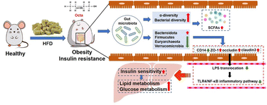 Graphical abstract: Orally administered octacosanol improves liver insulin resistance in high-fat diet-fed mice through the reconstruction of the gut microbiota structure and inhibition of the TLR4/NF-κB inflammatory pathway