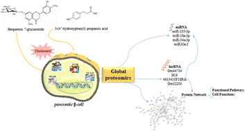 Graphical abstract: Citrus flavanone metabolites protect pancreatic β-cells against cholesterol stress through a multi-proteomic mechanism
