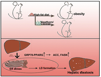 Graphical abstract: Hawthorn or semen cassiae-alleviated high-fat diet-induced hepatic steatosis in rats via the reduction of endoplasmic reticulum stress
