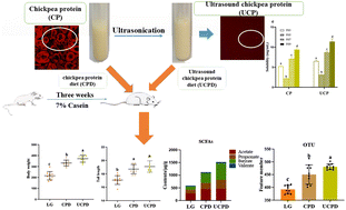 Graphical abstract: Modification of the functional properties of chickpea proteins by ultrasonication treatment and alleviation of malnutrition in rat