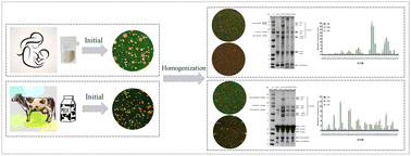 Graphical abstract: Comparison of lipid structure and composition in human or cow's milk with different fat globules by homogenization