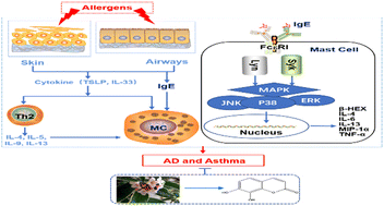 Graphical abstract: Daphnetin contributes to allergen-induced Th2 cytokine expression and type 2-immune responses in atopic dermatitis and asthma