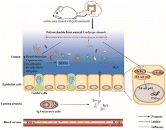 Graphical abstract: Polysaccharides from natural Cordyceps sinensis attenuated dextran sodium sulfate-induced colitis in C57BL/6J mice