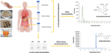 Graphical abstract: In vitro gastrointestinal bioaccessibility and colonic fermentation of lignans from fresh, fermented, and germinated flaxseed