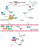 Graphical abstract: Fucoidans from Pearsonothuria graeffei prevent obesity by regulating intestinal lipid metabolism and inflammation related signalling pathways