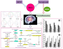 Graphical abstract: Transcriptomic and metabolomic analyses provide insights into the attenuation of neuroinflammation by nervonic acid in MPTP-stimulated PD model mice