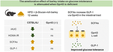 Graphical abstract: Consumption of barley flour increases gut fermentation and improves glucose intolerance via the short-chain fatty acid receptor GPR43 in obese male mice