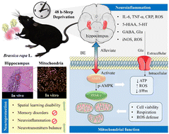 Graphical abstract: Brassica rapa L. (Tibetan turnip) prevents sleep-deprivation induced cognitive deficits via the inhibition of neuroinflammation and mitochondrial depolarization