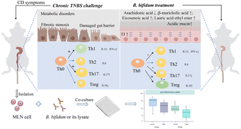 Graphical abstract: Bifidobacterium bifidum FJSWX19M5 alleviated 2,4,6-trinitrobenzene sulfonic acid (TNBS)-induced chronic colitis by mitigating gut barrier injury and increasing regulatory T cells