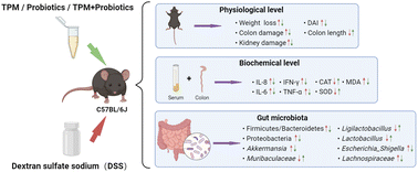 Graphical abstract: A tetrapeptide from maize combined with probiotics exerted strong anti-inflammatory effects and modulated gut microbiota in DSS-induced colitis mice