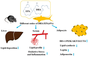 Graphical abstract: Different ratios of DHA/EPA reverses insulin resistance by improving adipocyte dysfunction and lipid disorders in HFD-induced IR mice