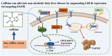 Graphical abstract: Caffeine can alleviate non-alcoholic fatty liver disease by augmenting LDLR expression via targeting EGFR
