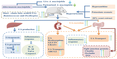 Graphical abstract: Live and pasteurized Akkermansia muciniphila attenuate hyperuricemia in mice through modulating uric acid metabolism, inflammation, and gut microbiota