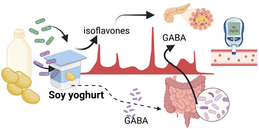 Graphical abstract: Soy yoghurts produced with efficient GABA (γ-aminobutyric acid)-producing Lactiplantibacillus plantarum ameliorate hyperglycaemia and re-establish gut microbiota in streptozotocin (STZ)-induced diabetic mice