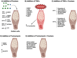 Graphical abstract: β(2 → 1)-β(2 → 6) branched graminan-type fructans and β(2 → 1) linear fructans impact mucus-related and endoplasmic reticulum stress-related genes in goblet cells and attenuate inflammatory responses in a fructan dependent fashion