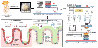 Graphical abstract: Gut microbiota mediates the anti-colitis effects of polysaccharides derived from Rhopilema esculentum Kishinouye in mice