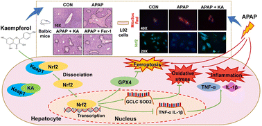 Graphical abstract: Kaempferol prevents acetaminophen-induced liver injury by suppressing hepatocyte ferroptosis via Nrf2 pathway activation