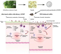 Graphical abstract: Polysaccharides from the seeds of Gleditsia sinensis Lam. attenuate DSS-induced colitis in mice via improving gut barrier homeostasis and alleviating gut microbiota dybiosis
