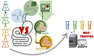 Graphical abstract: Effect of the simulated digestion process on the chlorogenic acid trapping activity against methylglyoxal