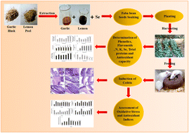 Graphical abstract: Faba beans with enhanced antioxidant activity ameliorate acetic acid-induced colitis in experimental rats