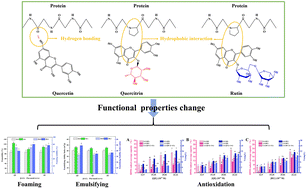 Graphical abstract: Noncovalent interaction mechanism and functional properties of flavonoid glycoside-β-lactoglobulin complexes