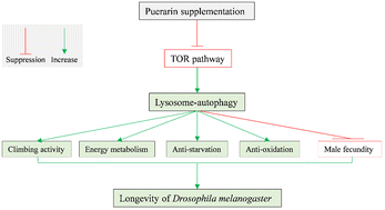 Graphical abstract: Puerarin extends the lifespan of Drosophila melanogaster by activating autophagy