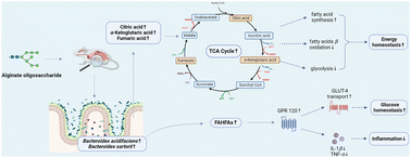 Graphical abstract: Alginate oligosaccharide ameliorates azithromycin-induced gut microbiota disorder via Bacteroides acidifaciens-FAHFAs and Bacteroides-TCA cycle axes
