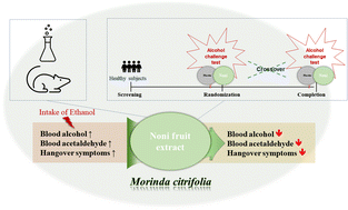 Graphical abstract: Noni fruit extract ameliorates alcohol-induced hangover symptoms by reducing the concentrations of alcohol and acetaldehyde in a Sprague Dawley rat model and a human intervention study
