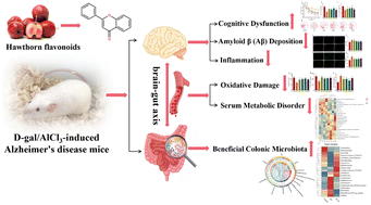Graphical abstract: Hawthorn flavonoid ameliorates cognitive deficit in mice with Alzheimer's disease by increasing the levels of Bifidobacteriales in gut microbiota and docosapentaenoic acid in serum metabolites