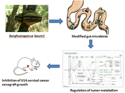 Graphical abstract: Aqueous extract of Sanghuangporus baumii induces autophagy to inhibit cervical carcinoma growth