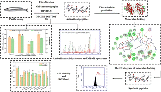 Graphical abstract: Identification, molecular docking, and protective effects on H2O2-induced HEK-293 cell oxidative damage of antioxidant peptides from Pacific saury (Cololabis saira)