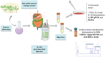 Graphical abstract: Anti-inflammatory potential of digested Brassica sprout extracts in human macrophage-like HL-60 cells