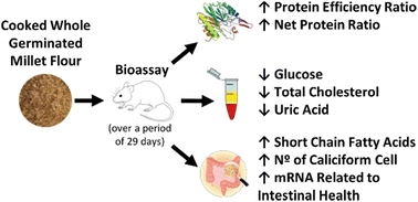 Graphical abstract: Germinated and non-germinated cooked whole millet (Pennisetum glaucum (L.) R. Br.) flours show a promising effect on protein quality, biochemical profile and intestinal health in vivo