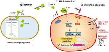 Graphical abstract: Immunomodulatory effects of extracellular glyceraldehyde 3-phosphate dehydrogenase of exopolysaccharide-producing Lactiplantibacillus plantarum JCM 1149