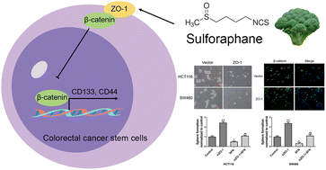 Graphical abstract: Regulation of ZO-1 on β-catenin mediates sulforaphane suppressed colorectal cancer stem cell properties in colorectal cancer
