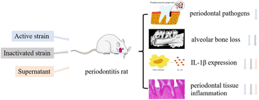 Graphical abstract: Evaluation of heat-inactivated Limosilactobacillus fermentum CCFM1139 and its supernatant for the relief of experimental periodontitis in rats