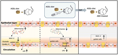 Graphical abstract: Galactooligosaccharides ameliorate dietary advanced glycation end product-induced intestinal barrier damage in C57BL/6 mice by modulation of the intestinal microbiome