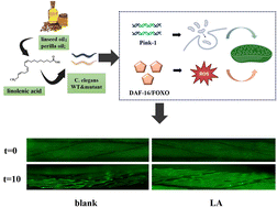Graphical abstract: Linolenic acid ameliorates sarcopenia in C. elegans by promoting mitophagy and fighting oxidative stress