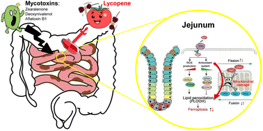 Graphical abstract: Lycopene alleviates multiple-mycotoxin-induced toxicity by inhibiting mitochondrial damage and ferroptosis in the mouse jejunum