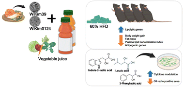 Graphical abstract: Anti-obesity effect of vegetable juice fermented with lactic acid bacteria isolated from kimchi in C57BL/6J mice and human mesenchymal stem cells