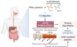 Graphical abstract: Parallel generation of extra advanced glycation end-products during co-digestion of whey proteins and α-dicarbonyls in a simulated gastrointestinal model