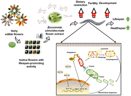 Graphical abstract: Eucommia ulmoides male flower as a remarkable edible floral resource exerts lifespan/healthspan-promoting effects on Caenorhabditis elegans