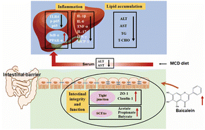 Graphical abstract: Baicalein alleviates non-alcoholic fatty liver disease in mice by ameliorating intestinal barrier dysfunction