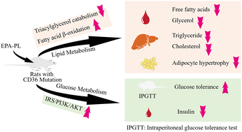 Graphical abstract: Eicosapentaenoic acid-enriched phospholipids alleviate glucose and lipid metabolism in spontaneously hypertensive rats with CD36 mutation: a precise nutrition strategy