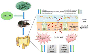 Graphical abstract: DHA-enriched phosphatidylserine alleviates high fat diet-induced jejunum injury in mice by modulating gut microbiota