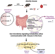 Graphical abstract: Cherry juice alleviates high-fat diet-induced obesity in C57BL/6J mice by resolving gut microbiota dysbiosis and regulating microRNA