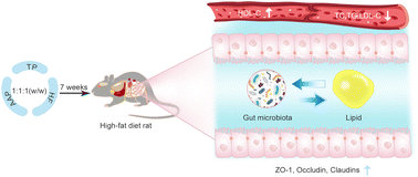 Graphical abstract: Synergistic effect of polysaccharides and flavonoids on lipid and gut microbiota in hyperlipidemic rats